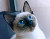 宠物猫的品种大全排行（宠物猫的品种及价格排行）