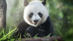 熊猫的外貌特征描写（熊猫的外貌特征描写怎么写）