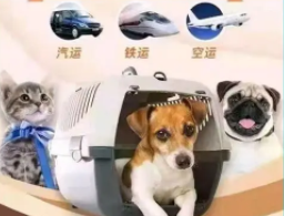 什么快递可以运送宠物（什么快递可以运送宠物狗）