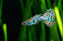 十种最漂亮的小型热带鱼（十种最漂亮的小型热带鱼如何分别提出）