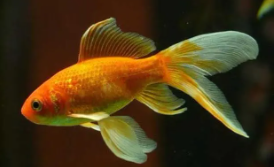 什么观赏鱼好养耐活（什么观赏鱼好养耐活寿命长）