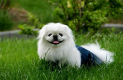 家养宠物排行榜前十名（家养宠物排行榜前十名小型犬）