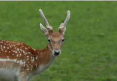 兽类大全名称（兽类动物名称大全）