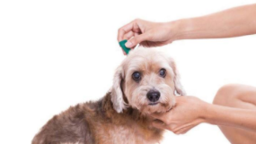 宠物驱虫多少钱一次（宠物驱虫多少钱一次?）