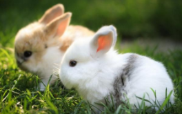 中国白兔的寿命有多长（中国白兔能长到多大）