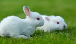 宠物兔子能活几年（宠物兔子寿命一般多少年）