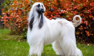 中国能养阿富汗猎犬（中国能养阿富汗猎犬吗现在）