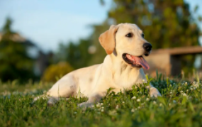 拉布拉多大约多少钱（拉布拉多大约多少钱一个）