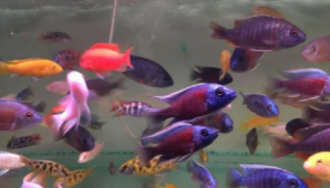 上中下层鱼混养搭配（上中下层鱼有哪些）