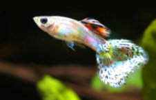 皮实好养的小型观赏鱼（皮实好养的大型观赏鱼）