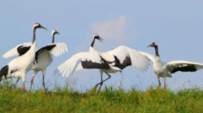 中国十大名贵鸟（中国十大名贵鸟类有哪些）