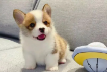 上海狗狗领养免费平台官网（上海宠物领养中心免费领养狗狗）