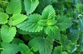 猫薄荷是什么东西（猫薄荷是什么东西对猫有害吗）