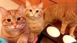 猫咪什么行为算是认主人（猫咪是认主人还是认环境）