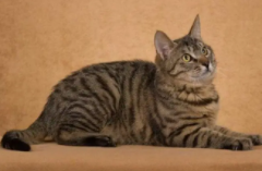 狸花猫什么颜色最稀有（狸花猫什么花色是稀有品种）