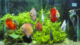 中型热带鱼混养搭配（热带中大型观赏鱼混养）