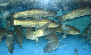 山泉水高密度养殖的鱼（山泉水高密度养殖的鱼有哪些）