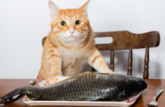 宠物猫可以吃煮熟的鱼吗（猫能吃煮熟的鱼吗）