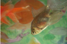 白点病高锰酸钾浸泡多久（高锰酸钾能治鱼白点病吗）