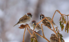 鸟类名称大全500种（100种鸟的名字和图片）