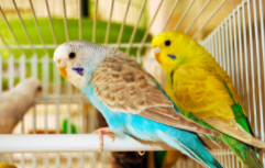 国家允许养的九种鸟（国家允许养的九种鸟有哪些）