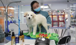 考宠物美容师证需要哪些条件（考宠物美容师证需要哪些条件呢）