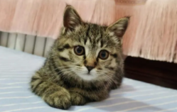 12种最适合懒人养的猫（12种最适合懒人养的猫咪）