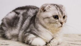 什么猫咪最漂亮（什么品种的猫漂亮）