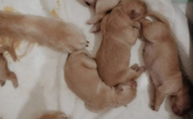 刚出生的狗狗怎么喂养（刚出生的狗狗怎么喂养一直在叫）