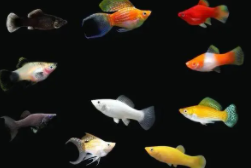 小型观赏鱼大全（小型观赏鱼种类及价格）