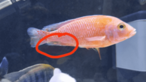 鱼白点病是什么原因引起（鱼白点病的原因）