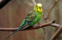 宠物鸟交易网站（宠物鸟交易吧）