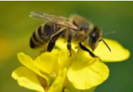 蜜蜂是鸟类吗（蜜蜂是不是属于鸟类）