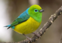 鸟类都有什么鸟类（鸟类有哪些鸟类）