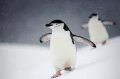 小动物们冰雪运动会（小动物滑冰）