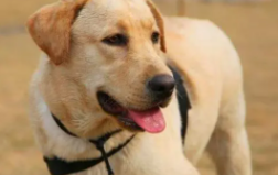 拉布拉多犬价格600元（拉布拉多犬的价位）