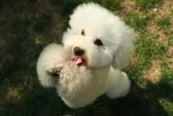 家里养什么犬种最合适（家中适合养什么犬）