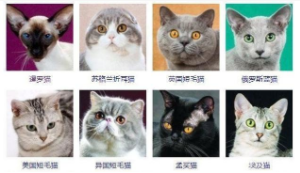 世界十大名猫品种（世界十大名猫品种排名）