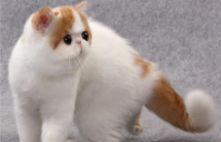 宠物猫品种大全介绍（宠物猫的品种大全排行）