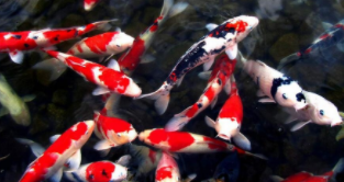 锦鲤养5条怎样搭配最好看（养锦鲤养几条好颜色怎么搭）