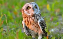 猫头鹰是鸟类吗（猫头鹰是鸟类吗?）