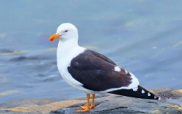 南极有海鸥吗（南极洲有海鸥吗）
