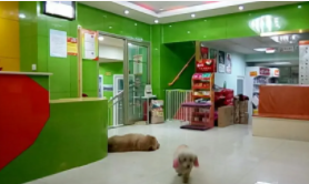 济南的宠物医院哪家好（济南宠物医院怎么样）