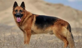 牧羊犬有几个品种（牧羊犬有几种）