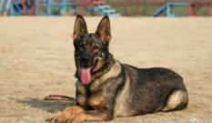 东德牧羊犬什么颜色最好（东德牧羊犬什么颜色好 标准）