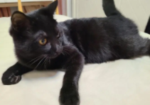 黑狸花猫多少钱一只（黑狸花猫多少钱一只幼崽）