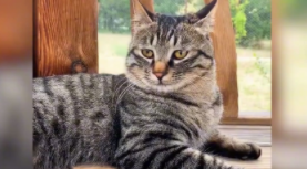 猫咪丢了找回来的巧方法（猫咪丢了快速找回）