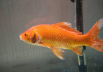 热带鱼身上长白毛（热带鱼身上长白毛是什么原因）