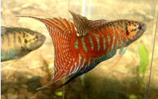 什么鱼是中国特有的观赏鱼（中国特有的鱼种）