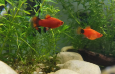 最好养的小鱼排行（最好养的小鱼排行前十）